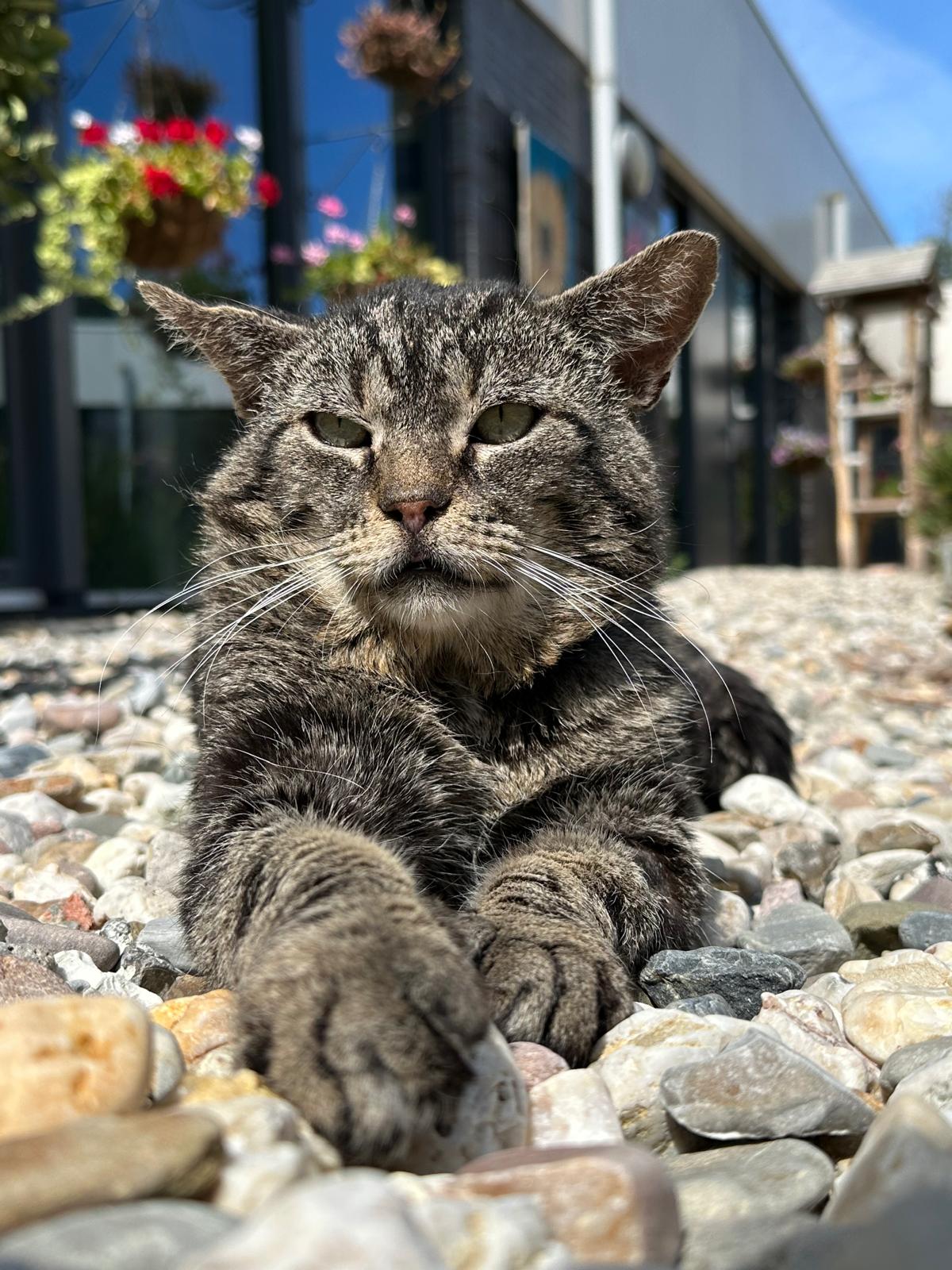 Bartje