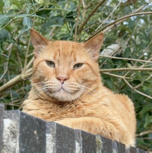 Leo
