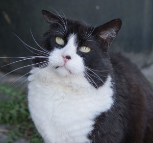 Sjimmie