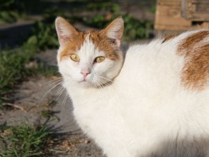 Tom 